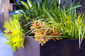 Container_Garden_Feature_Image