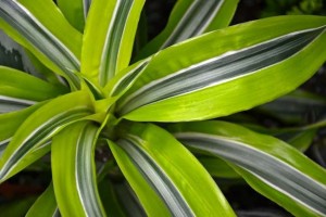 Websitehouseplant